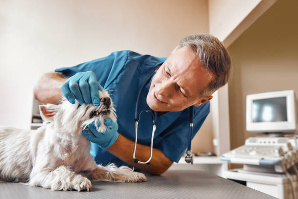 Best 24-Hour Emergency Dental Care in North Grosvenor Dale, CT